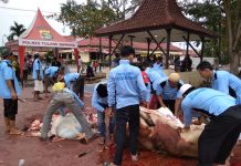 Polres Tuba Potong 14 Hewan Qurban